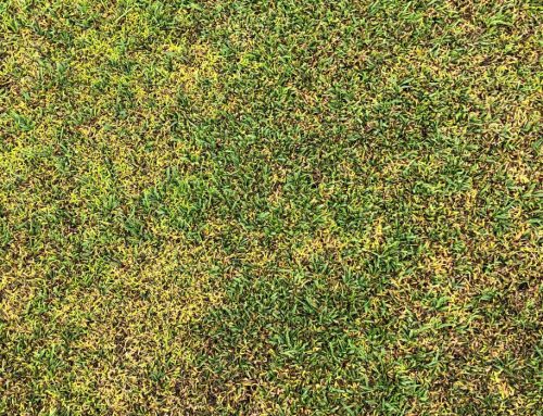 University Research Project 2 – Digital Image Analysis of Annual Meadow Grass Populations for Golf Greens and Football Pitches